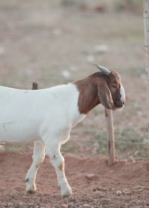6 Months Goat Ram