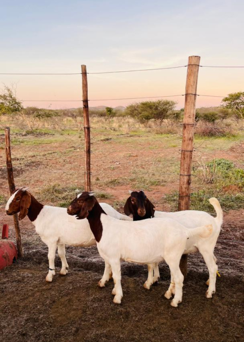 Boer Goat Starter Pack