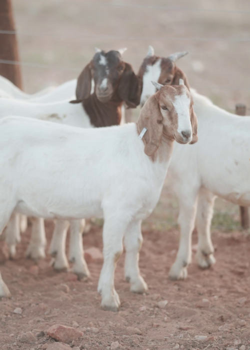 5-8 Months Doelings (Female Goat)