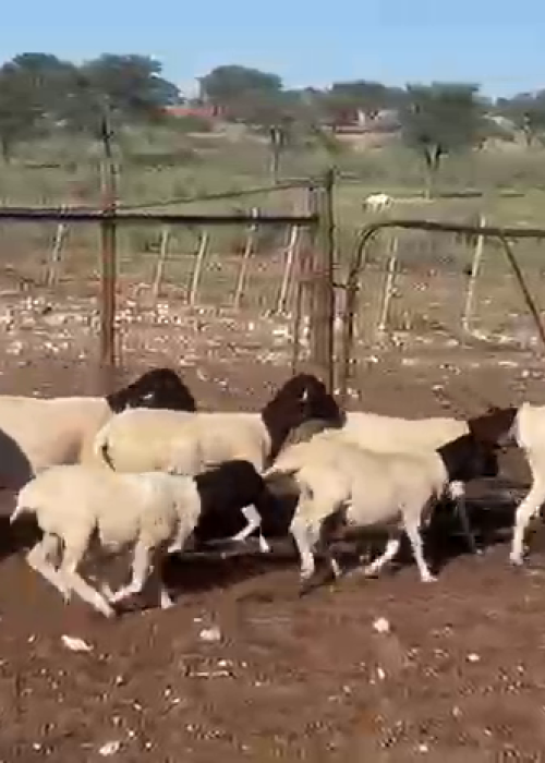 3x Dorper Female Lambs