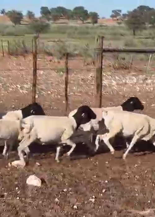 Dorper Sheep Starter Pack